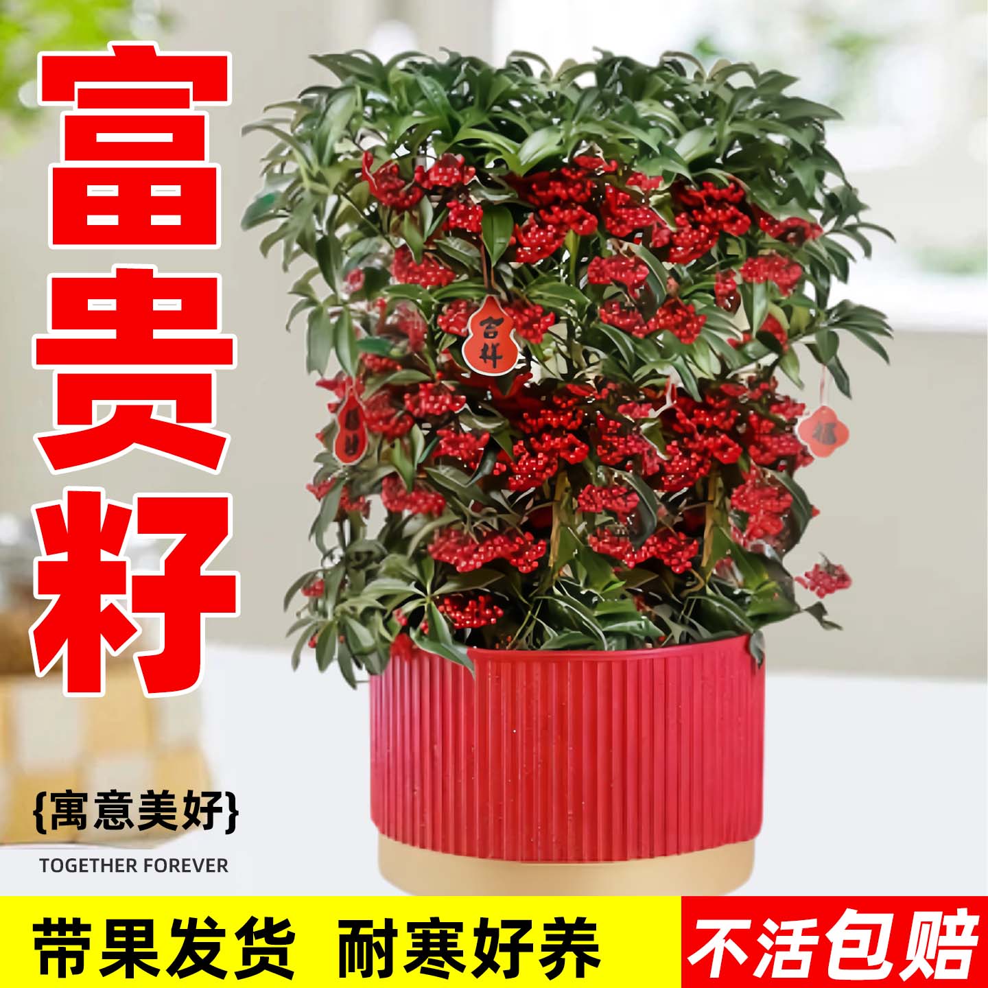 富贵籽盆栽带果金玉满堂黄金万两四季室内客厅旺宅绿植物好养盆景
