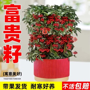富贵籽盆栽带果金玉满堂黄金万两四季室内客厅旺宅绿植物好养盆景
