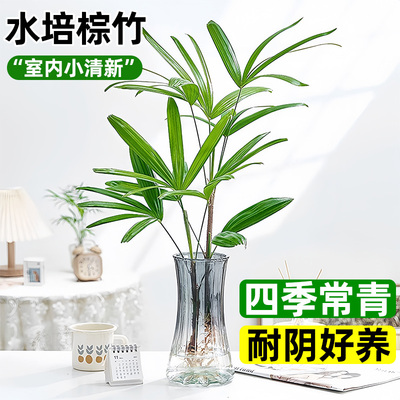 水培棕竹植物盆栽招财竹室内观音竹常绿观叶耐阴好养办公室富贵竹