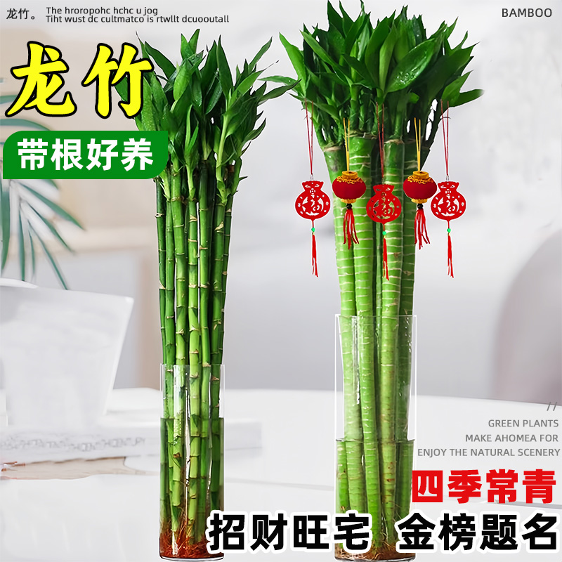 带根文昌竹龙竹富贵竹观音竹转运竹水培植物水养客厅室内盆栽绿植