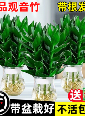 观音竹富贵竹水培带根花卉绿植客厅室内盆栽水养转运竹子好养易活