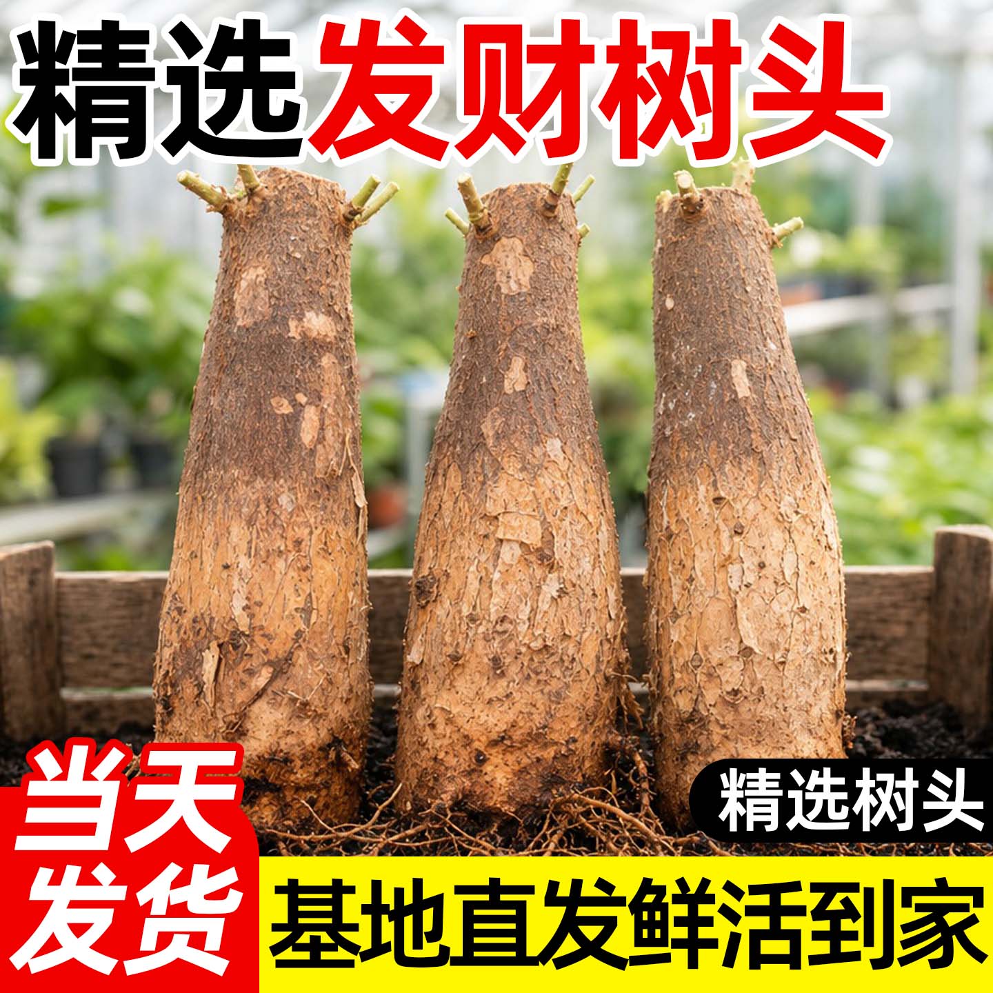 发财树老桩独杆盆栽绿植净化空气图片