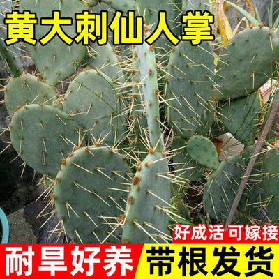 黄大刺仙人掌盆栽室外仙人掌多肉植物嫁接米邦塔耐旱好养黄刺植物