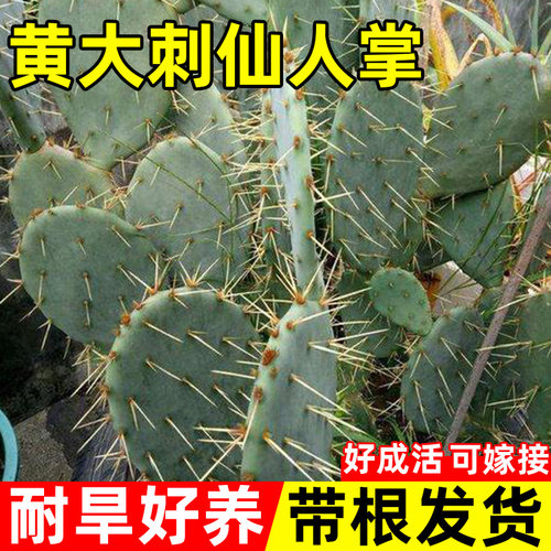 黄刺仙人掌盆栽嫁接米邦塔耐旱