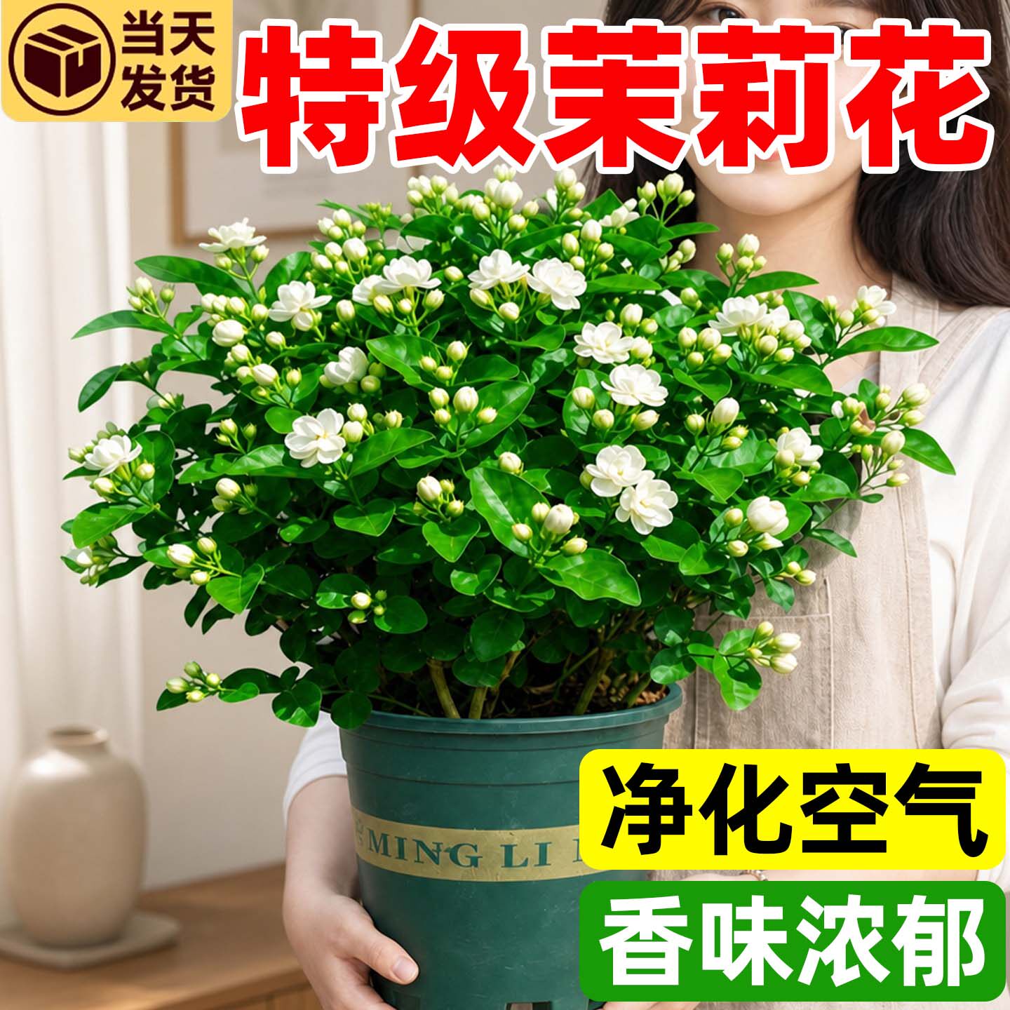 茉莉花盆栽招财旺宅桌面鲜花盆景花卉植物好养易活九里香植物浓香