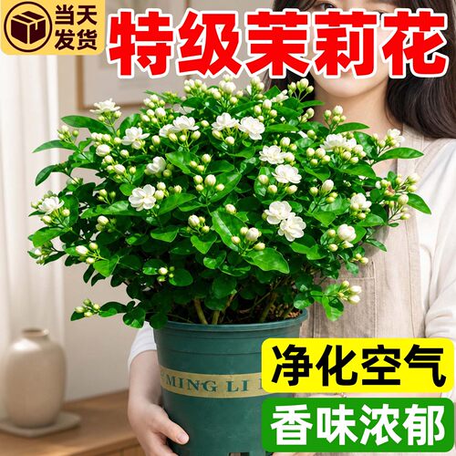 庞贸茉莉花盆栽花期带花浓香好养