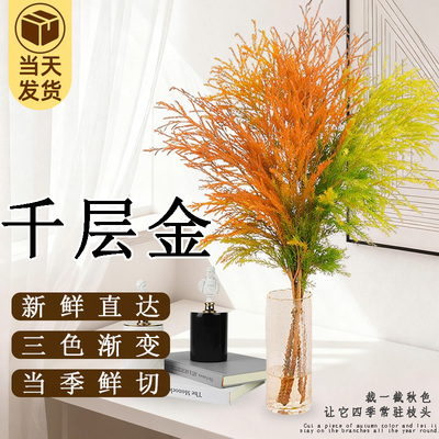 精选高品质千层金水培鲜花绿植室内黄金香柳鲜切花卉盆栽花束插花