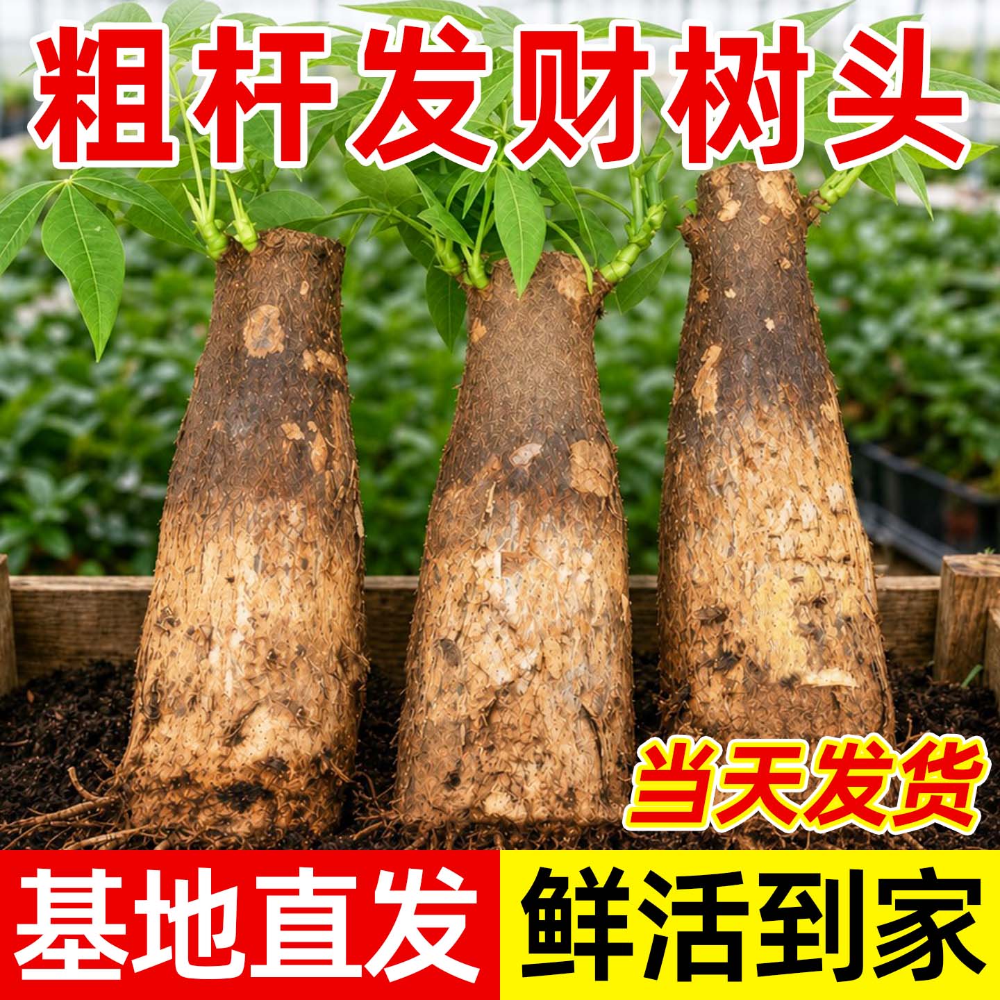 发财树老桩裸根绿植盆栽净化空气图片