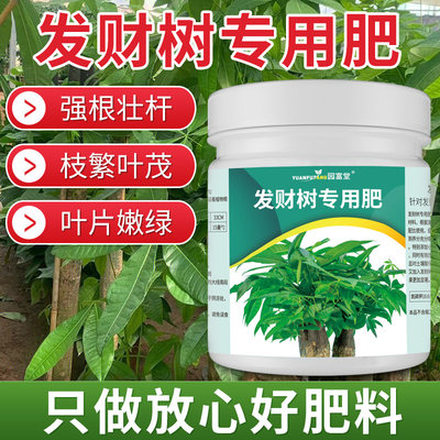 发财树专用肥枝繁叶茂叶片嫩绿