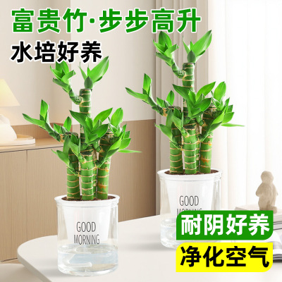 富贵竹盆栽招财竹步步高升室内办公室植物水培常青好养桌面绿植物