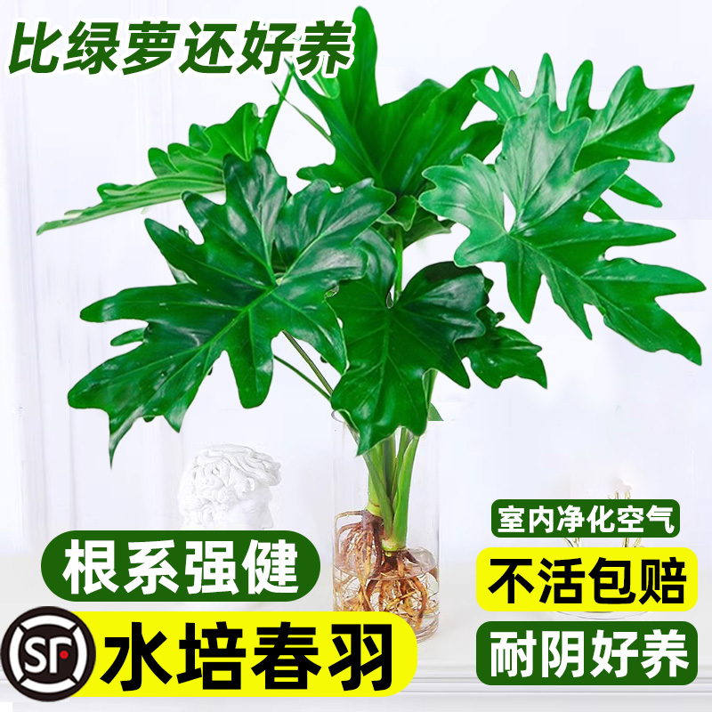 水培植物春羽盆栽蔓绿绒室内龟背竹春雨常青绿萝好养办公桌面绿植