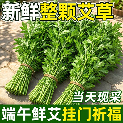 端午现摘野生艾草菖蒲花束