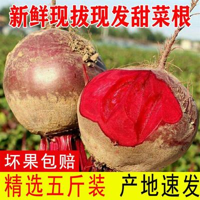 2024新鲜甜菜根现挖发货甜菜头精选有机肥红菜头纯红多汁五斤