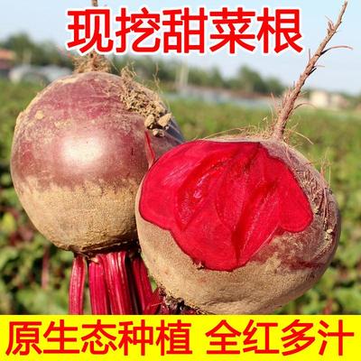 2023年新鲜原生态甜菜根打汁甜根菜甜菜头红菜头现挖5斤包邮