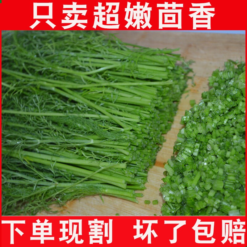 小茴香菜新鲜山东蔬菜荤香包邮大回香苗不带根包饺子包子馅2斤4斤