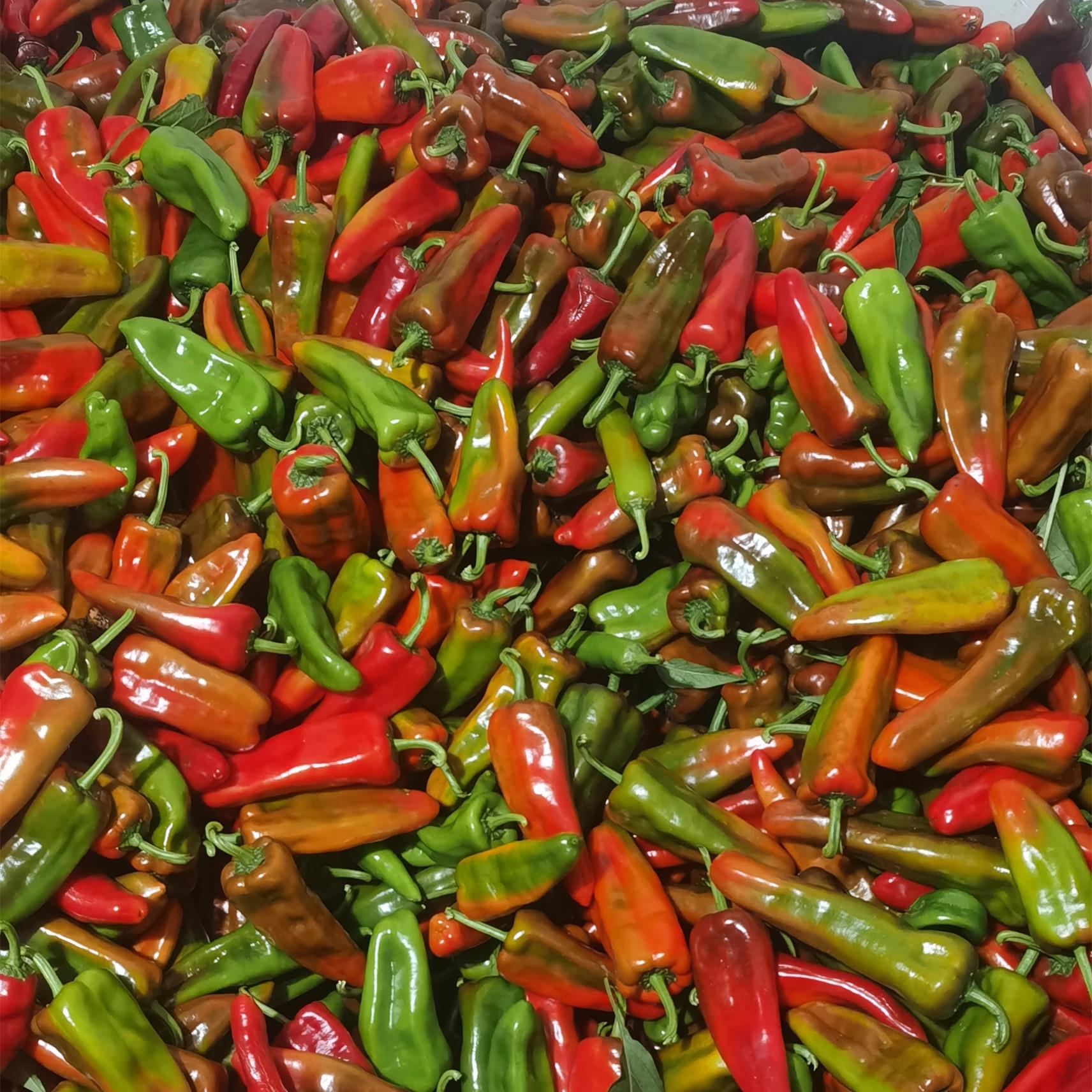 安徽和县现摘现发新鲜花色大菜椒微辣虎皮青红椒皮薄肉厚乌紫红椒