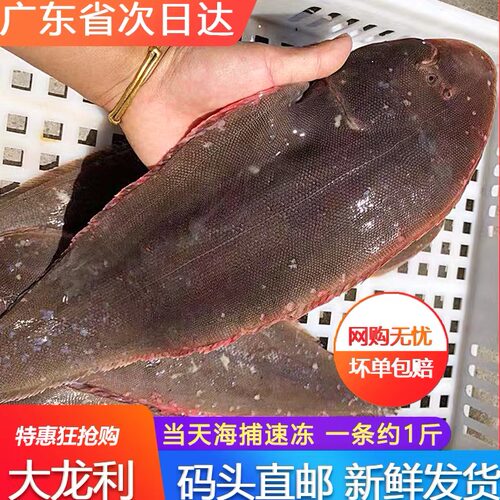超大龙利鱼鲜活一条约一斤舌头鱼