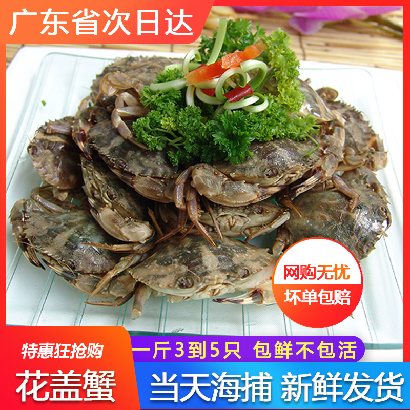 花盖蟹鲜活石头蟹海鲜水产螃蟹