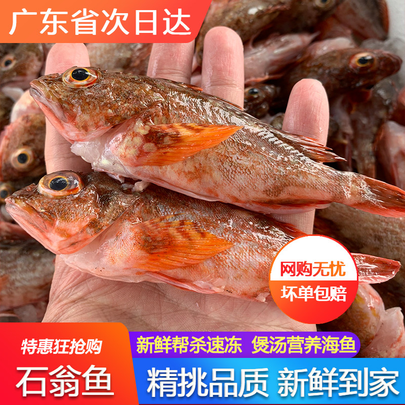 石翁鱼新鲜活速冻三份包邮活冻海钓海鲜水产小虎头红斑鱼石九公