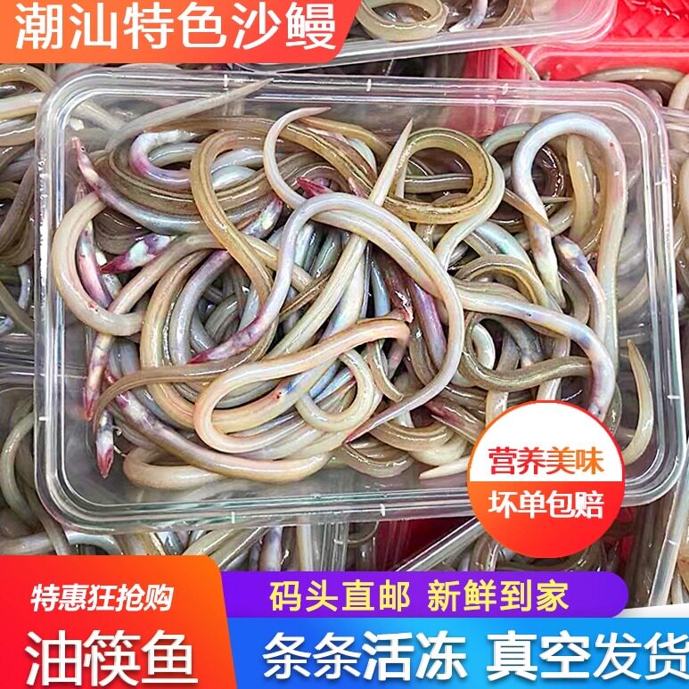 油筷鱼油鳗鱼海捕筷子鱼油龙