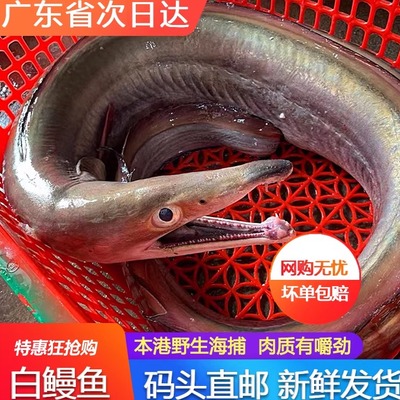 白鳗鱼鲜活速冻当天海捕新鲜帮杀