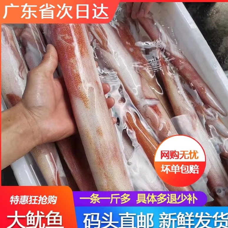 超大鱿鱼整只鲜活冷冻巨型大管一只约一斤新鲜火锅野生海鲜水产,水产肉类/新鲜蔬果/熟食,冷冻鱿鱼,淘宝优惠券,粉丝福利购,淘宝优惠卷