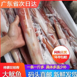 超大鱿鱼整只鲜活冷冻巨型大管一只约一斤新鲜火锅野生海鲜水产