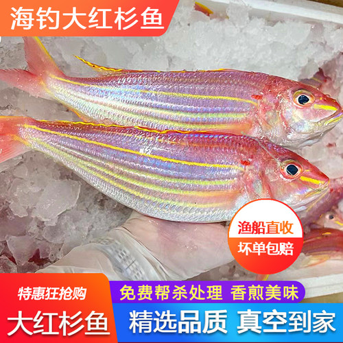 超大红杉鱼鲜活冷冻金三线红衫鱼