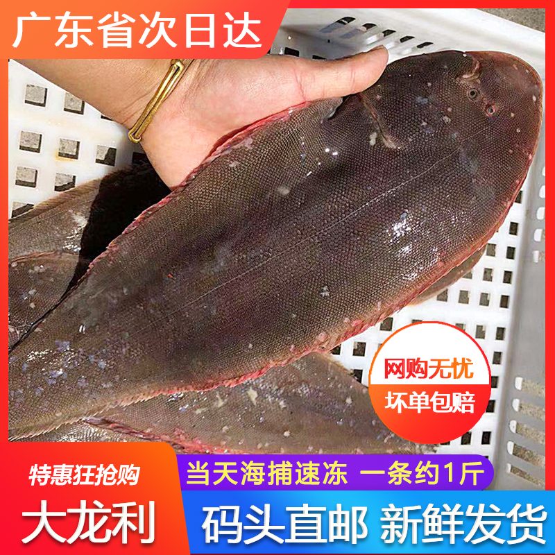 超大龙利鱼鲜活一条约一斤舌头鱼
