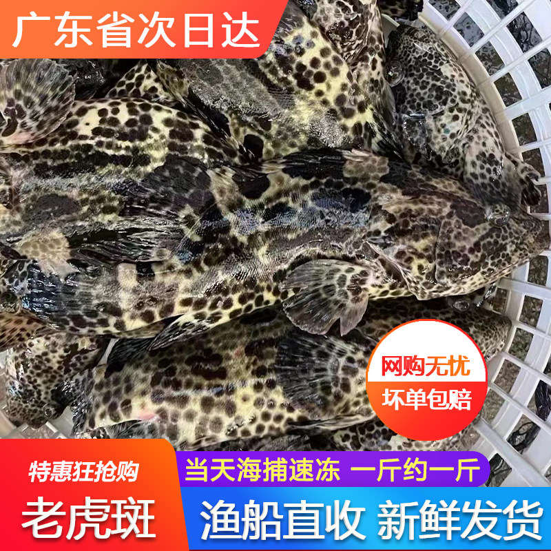 老虎斑新鲜活速冷冻东星斑石斑斑