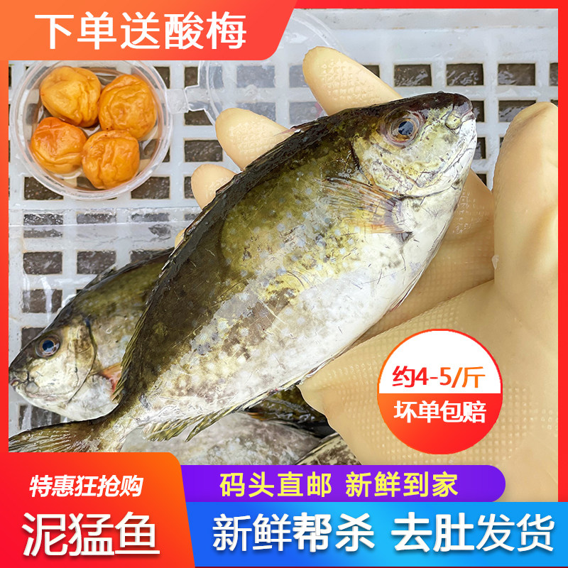 泥猛鱼鲜活新鲜海捕速冻500g海鲜水产冷冻广东潮汕秋叶鱼娘艾鱼