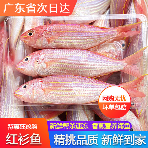红杉鱼新鲜冷冻海鲜鲜活水产金丝鱼海钓捕金三线红衫鱼500g广东