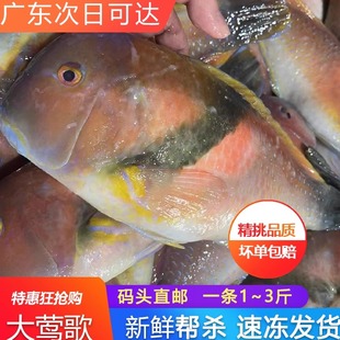 超大鹦哥鱼大条鲜活冷冻深海鱼海捕一条约1斤广东鹦鹉鱼红莺歌鱼