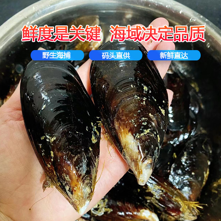青口贝鲜活新鲜特大海鲜水产
