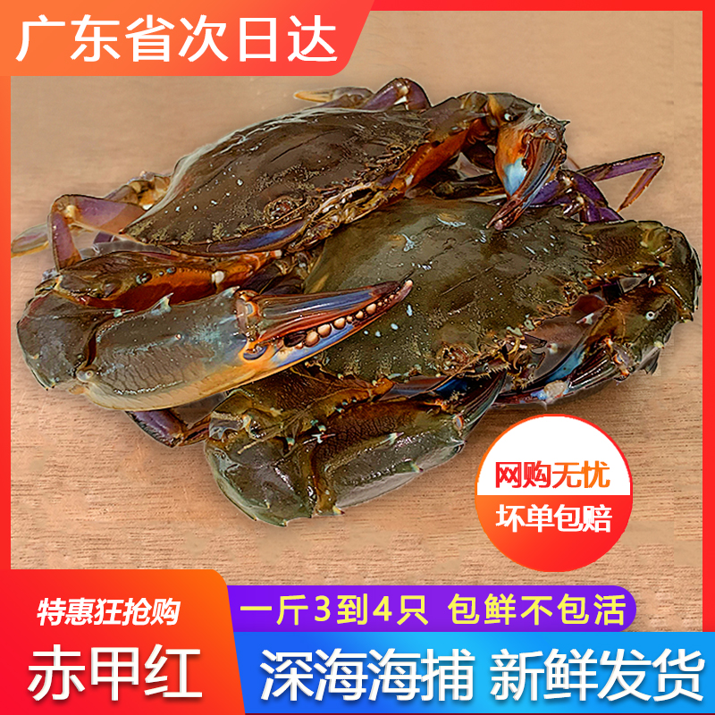 赤甲红螃蟹鲜活飞蟹海螃蟹