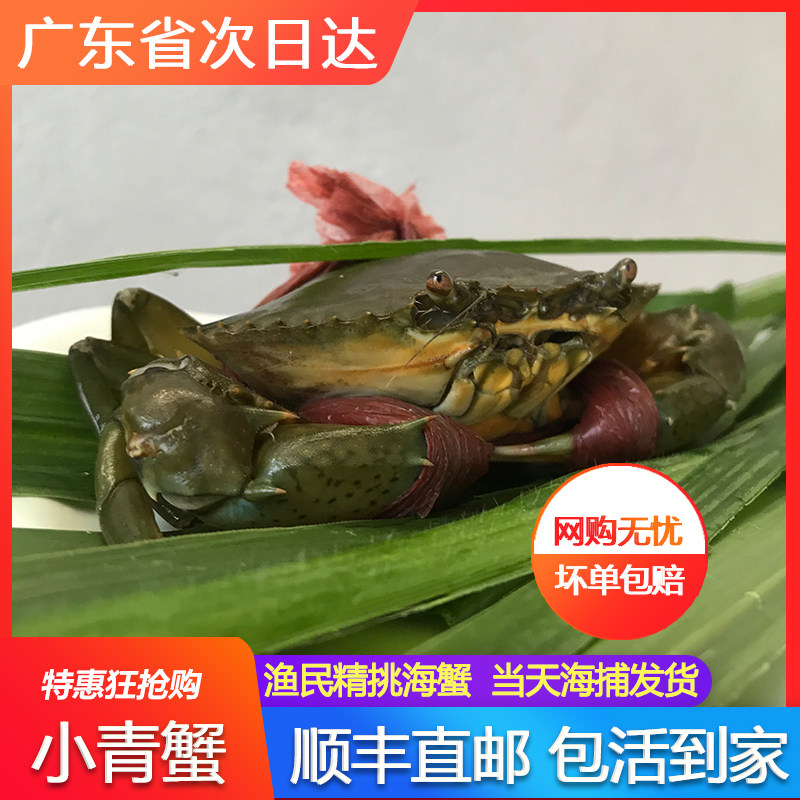 野生青蟹小鲜活肉母蟹肉蟹煲香辣蟹两斤包邮海鲜水产海捕螃蟹
