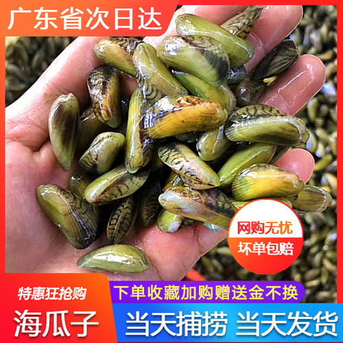 海瓜子鲜活新鲜薄壳海鲜水产