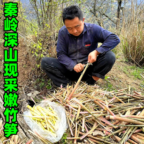 秦岭现采新鲜野生小竹笋手剥笋焯水抽真空泡沫箱加冰发货