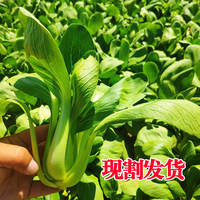 青菜 蔬菜 新鲜包邮 上海青菜新鲜农家现割小青菜油菜蔬菜净3-4斤