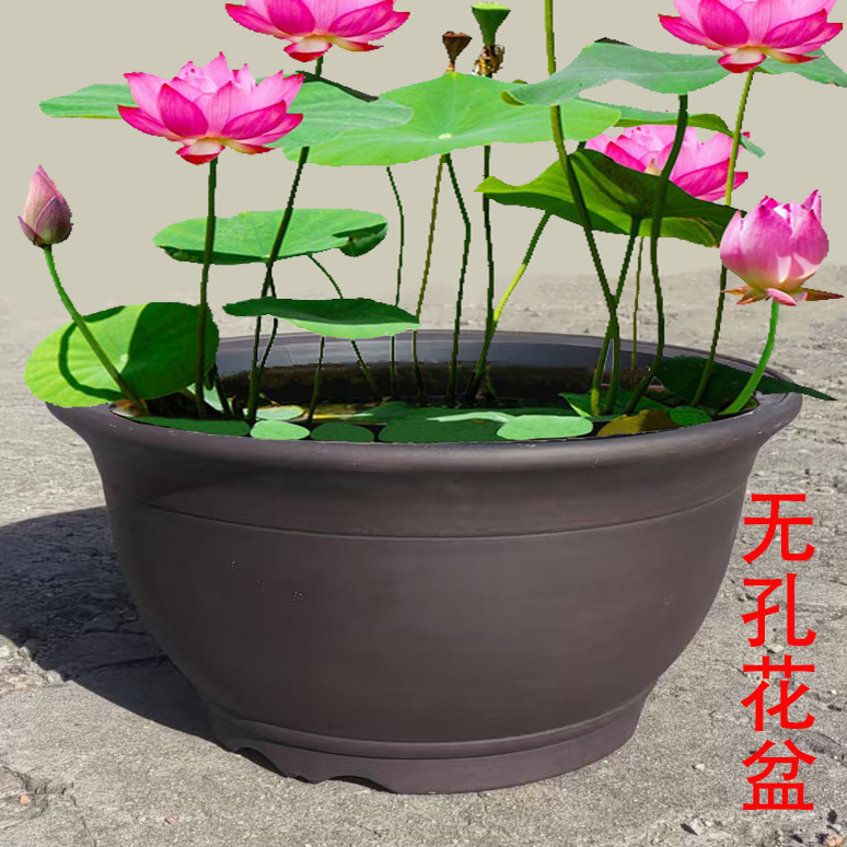 紫砂大口径无孔鱼缸大水缸睡莲碗莲荷花盆庭院室外种树粗陶大花盆