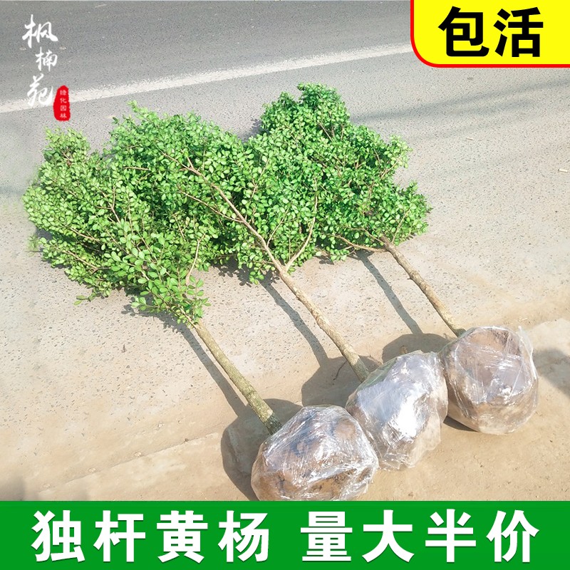 黄杨树苗独杆小叶瓜子盆栽