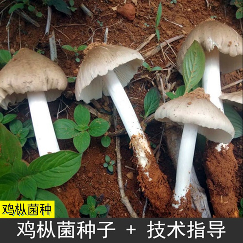 云南鸡枞菌种包人工鸡枞菌鸡枞菌种植包菌种鸡枞菌子种鸡枞菌子种