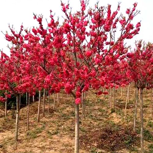 紫叶桃树苗红叶碧桃紫叶碧桃花庭院观赏行道风景树绿化苗花卉植物