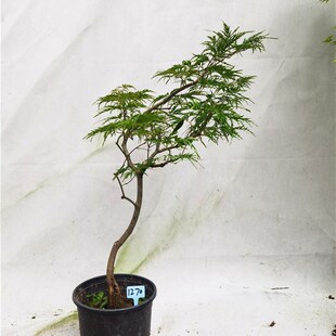 一物一拍日本红枫石榴红羽毛枫枫树小盆栽室内盆景植树节华程园艺