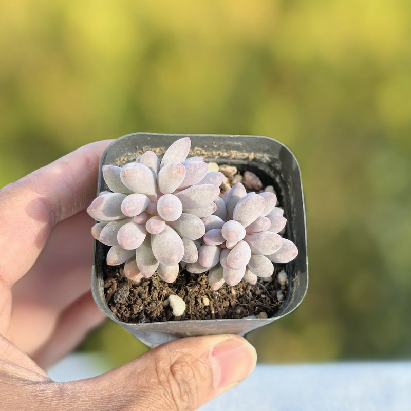 婴儿手指群生多头多肉植物盆栽肉肉新手植物办公室创意花卉绿植