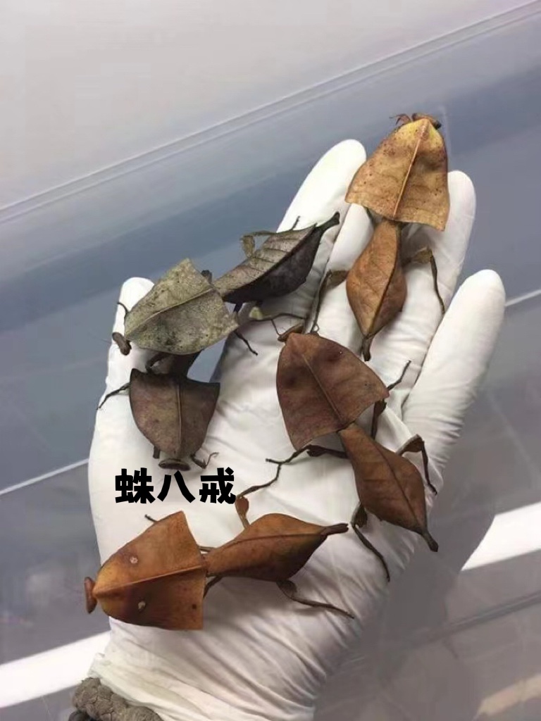 螳螂3L眼镜蛇螳螂枯叶螳螂兰花螳螂小朋友礼物办公萌宠另类宠物