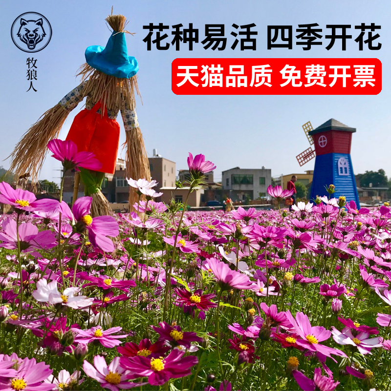 【波斯菊种子】四季开花不断