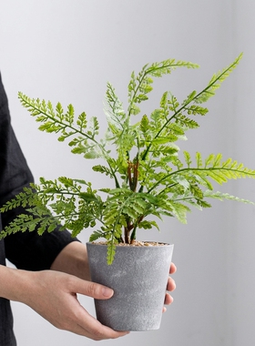 北欧仿真蕨类盆栽室内装饰摆件