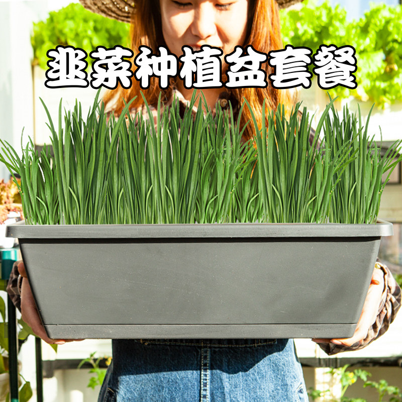 韭菜种植套餐花盆韭黄盆栽盆景南宫黄韭盆栽室内四季韭菜根种菜盆