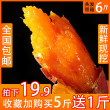黄心流油云南新鲜烤红薯紫薯烟薯板栗地瓜沙地蜜薯红薯带箱6斤